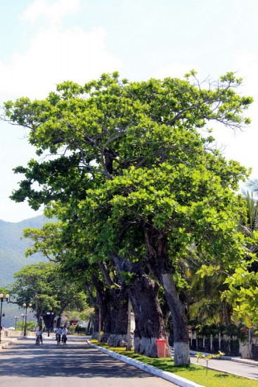 Những gốc bàng cổ thụ cứu người tù Côn Đảo
