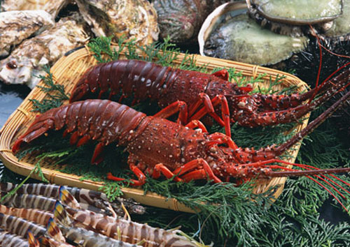 Tôm hùm đỏ