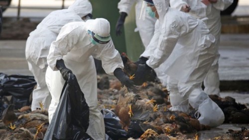 Thông báo về việc thực hiện các biện pháp phòng, chống dịch bệnh Cúm gia cầm H5N6 ở Côn Đảo.