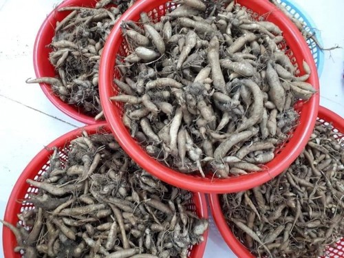 Sâm đất Côn Đảo là loài đặc sản độc đáo chỉ có ở vùng Côn Đảo.
