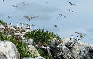 Côn Đảo loài chim Nhạn biển đến mùa sinh sản