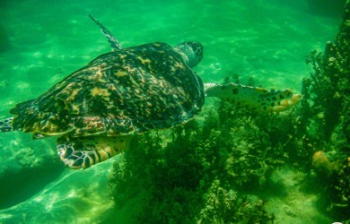 “Keeping the blue of the sea”: “Be in labour” with Con Dao sea turtles