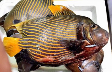 Cá nanh heo - một trong những hải sản được khách tìm mua nhiều nhất Côn Đảo