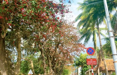CÔN ĐẢO ĐẸP NGỠ NGÀNG MÙA LÁ ĐỎ
