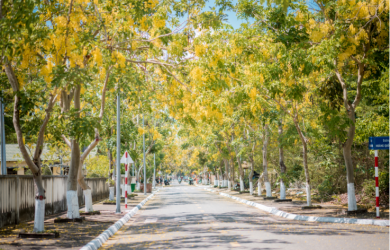 Golden shower tree 's road - the road with full of yellowness in Con Dao