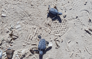 Releasing baby turtles to the sea – a unique experience when travelling to Con Dao island