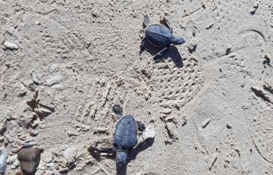 Releasing baby turtles to the sea – a unique experience when...