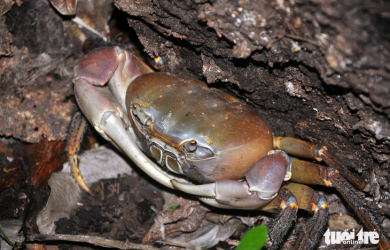 Crab tanks - Vietnam's largest shallow crab species only available in Con Dao