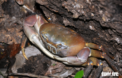 Crab tanks - Vietnam's largest shallow crab species only...