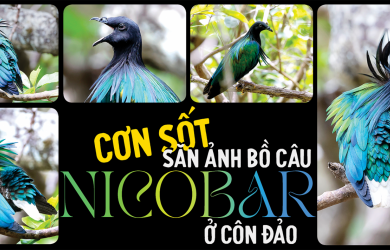 Cơn sốt săn ảnh bồ câu Nicobar ở Côn Đảo