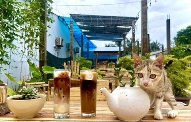 Quán Cafe sân vườn nhẹ nhàng, bình yên cho những ngày thư giãn