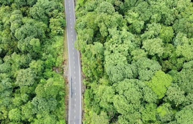 Đi xuyên đảo Côn Đảo ngắm rừng già, cây cổ thụ ở Bãi Dài