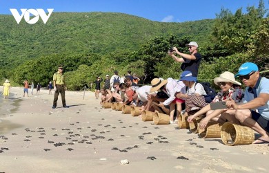 Surge in international tourists experiencing forest and marine ecotourism in Con Dao