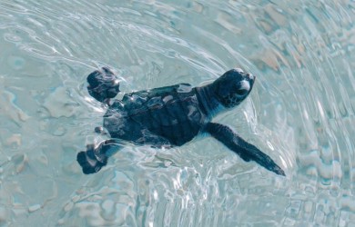 More sea turtles expected to nest in Con Dao in 2025