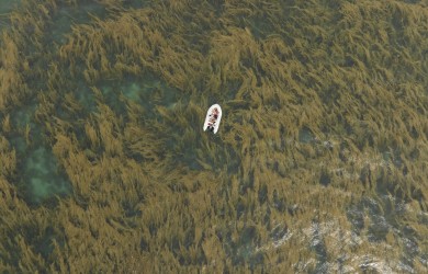Stunning beauty of Dam Tre Bay during seaweed bloom season