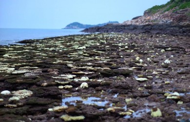 A fairytale coral garden emerges as the tide receeds in Con Dao