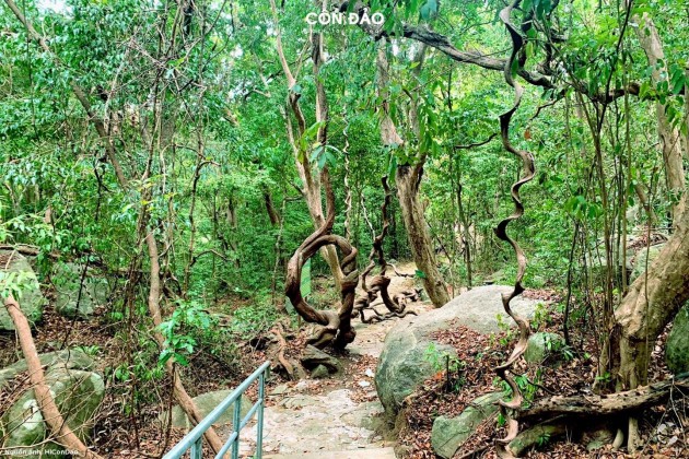Tour Tắm Rừng Côn Đảo – Hồi sinh năng lượng giữa thiên nhiên nguyên sơ