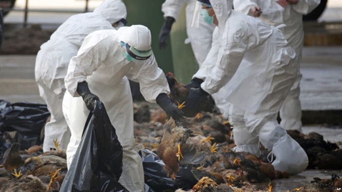 Thông báo về việc thực hiện các biện pháp phòng, chống dịch bệnh Cúm gia cầm H5N6 ở Côn Đảo.