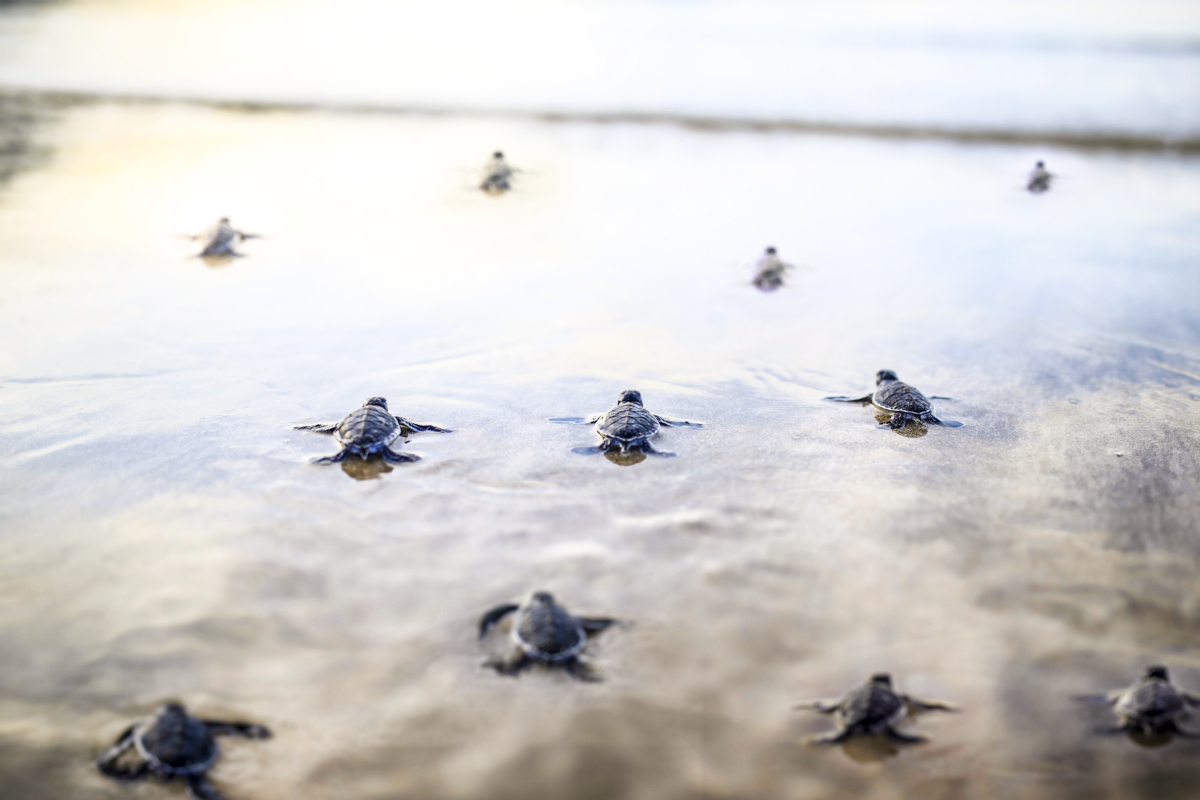 baby turtles heading to the ocean 1632901035