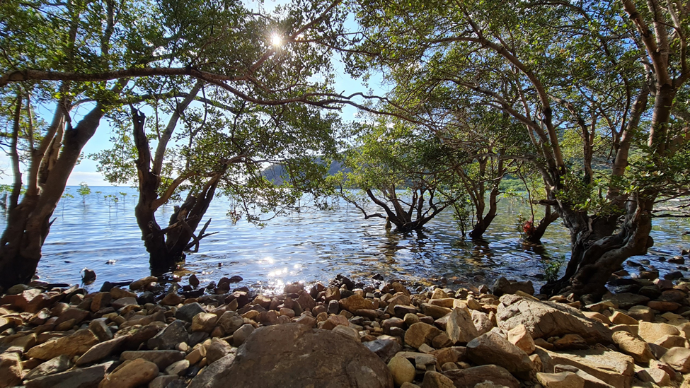 Rừng ngập mặn
