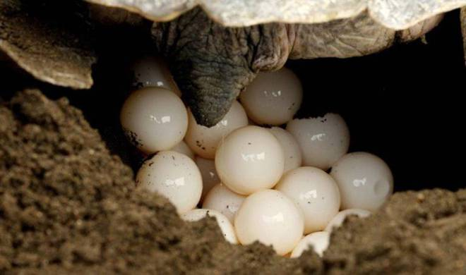 Rùa mẹ đang trong quá trình “vượt cạn”