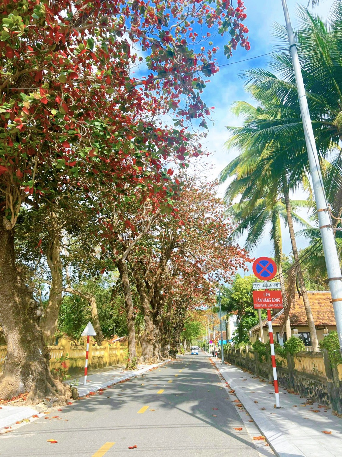 bàng côn đảo
