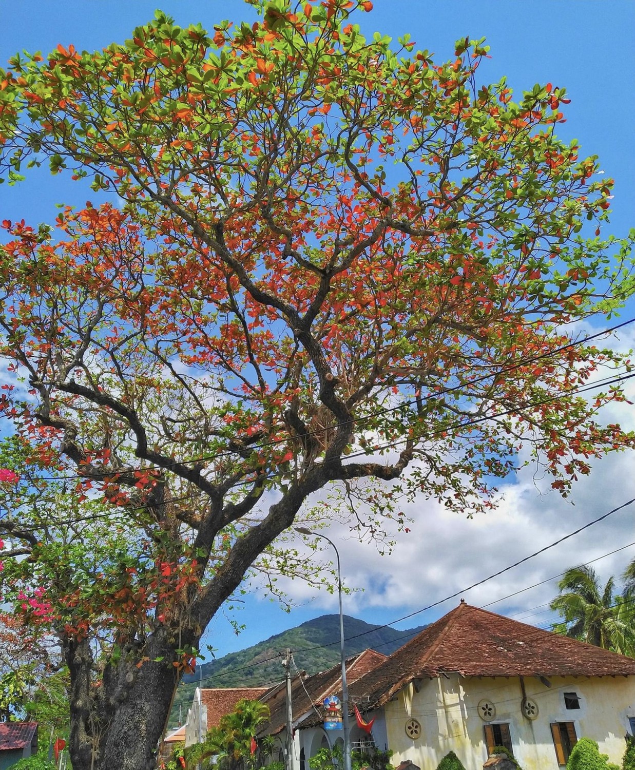Cây bàng