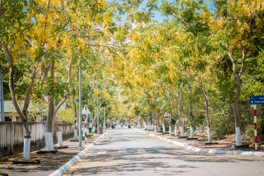 Đường hoa hoàng hậu - Con đường tràn ngập sắc vàng tại Côn Đảo