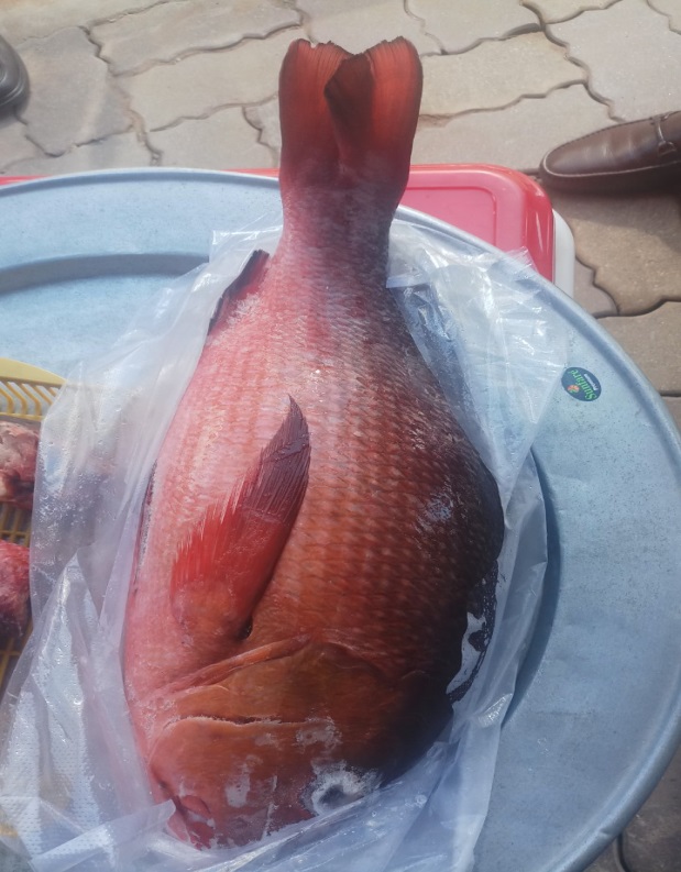cá hồng