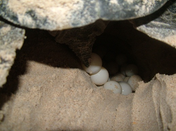 rùa
