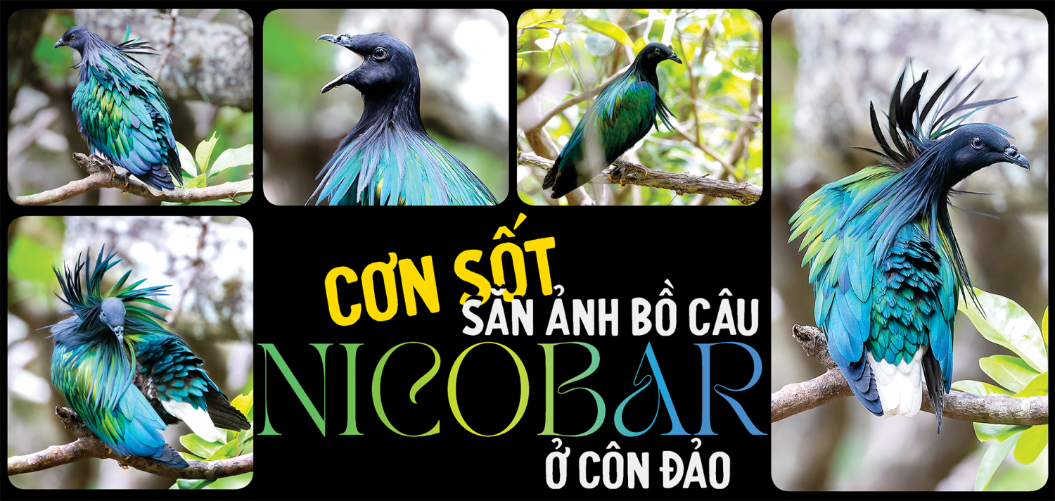Cơn sốt săn ảnh bồ câu Nicobar ở Côn Đảo