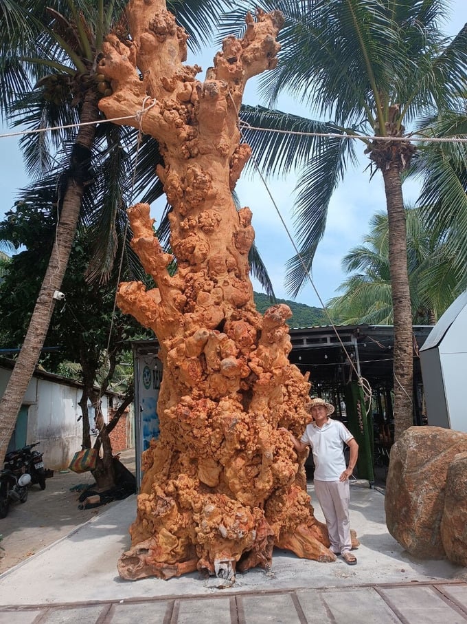 Lạ mắt với ‘cụ bàng’ hàng trăm năm tuổi rụng lá chết khô được ‘hồi sinh’ thành tác phẩm nghệ thuật