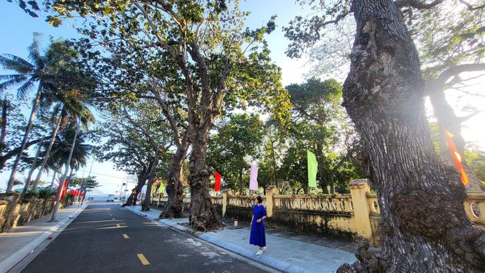 Côn Đảo - 'Thủ phủ' của cây di sản