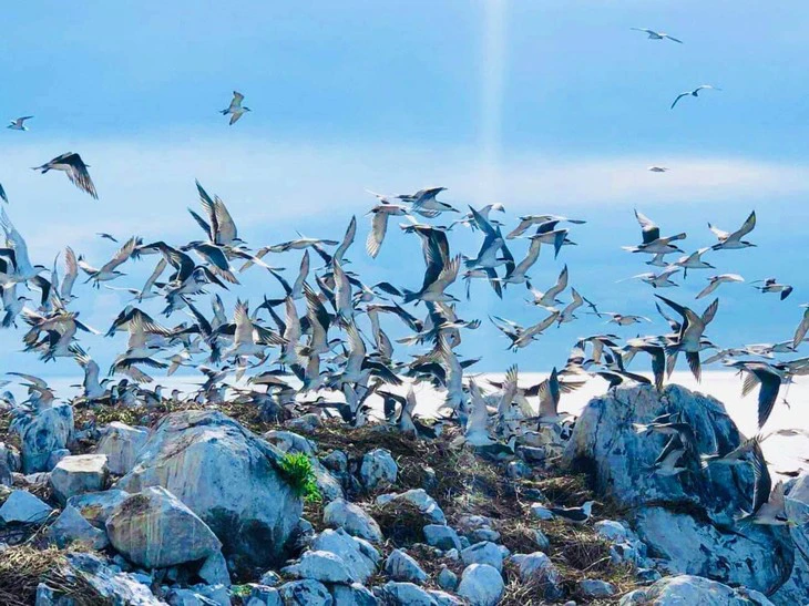 Sân chim biển lớn nhất Việt Nam, chim hoang dã bay rợp trời là ở một hòn đảo đẹp như phim của Bà Rịa-Vũng Tàu