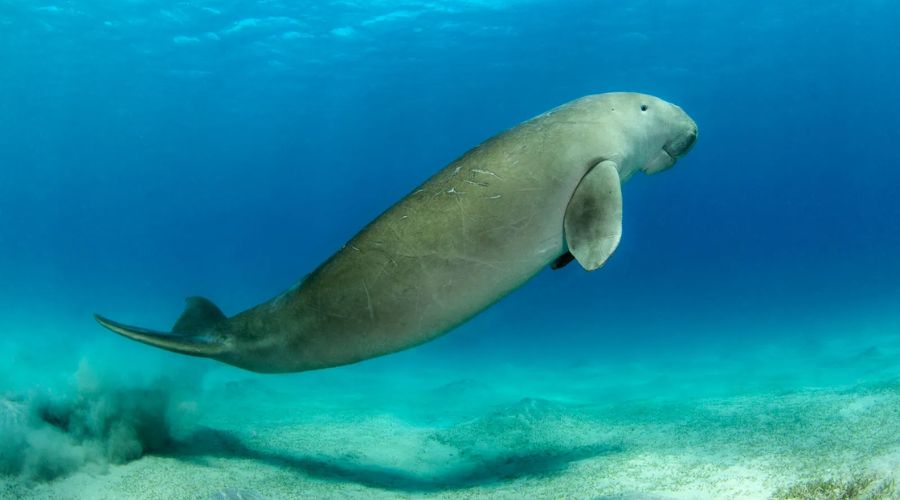 Bò biển dugong bơi sát bờ biển ở Côn Đảo