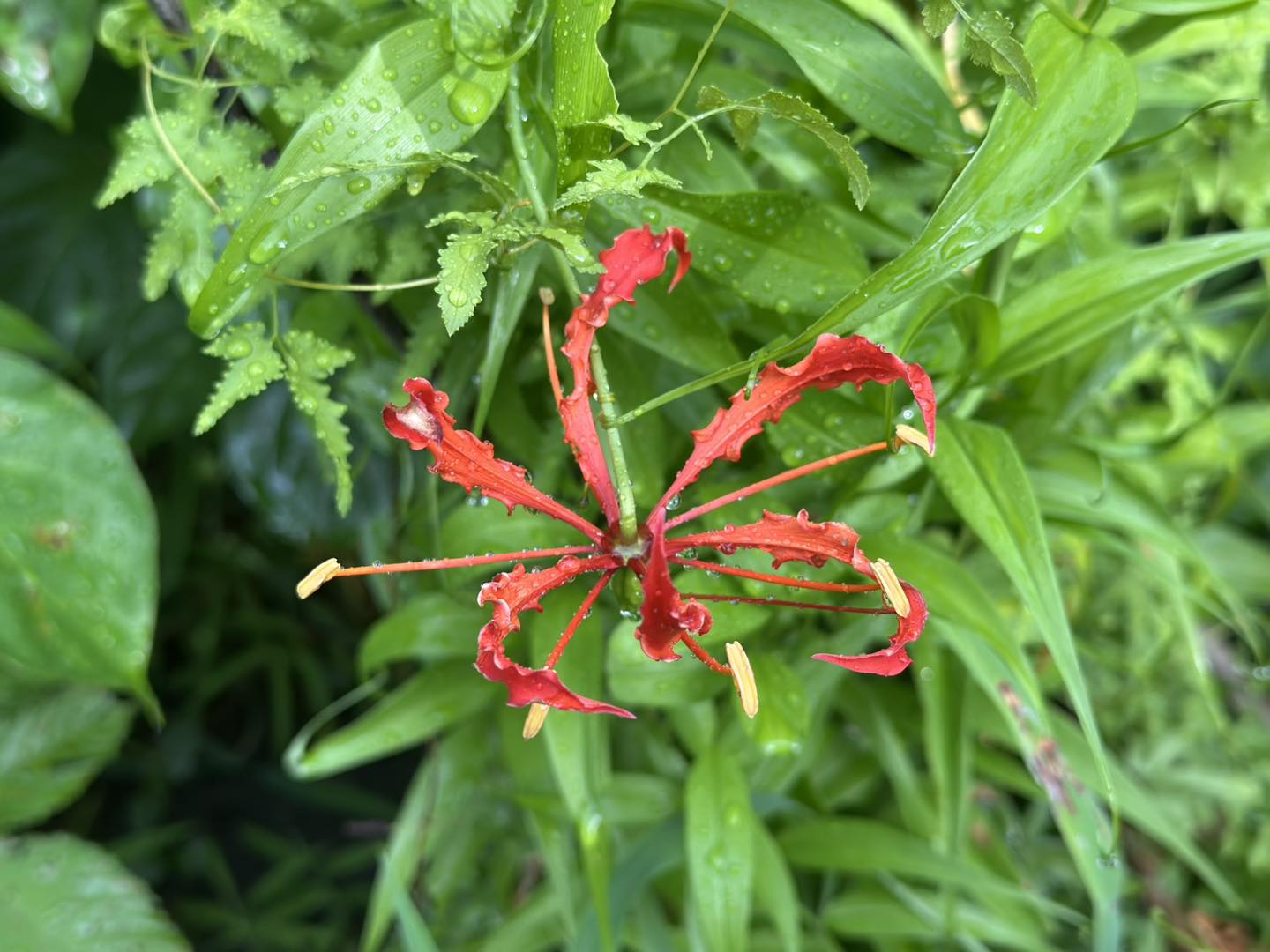 Côn Đảo cảnh báo loài hoa Ngót Nghẻo nguy hiểm cho du khách