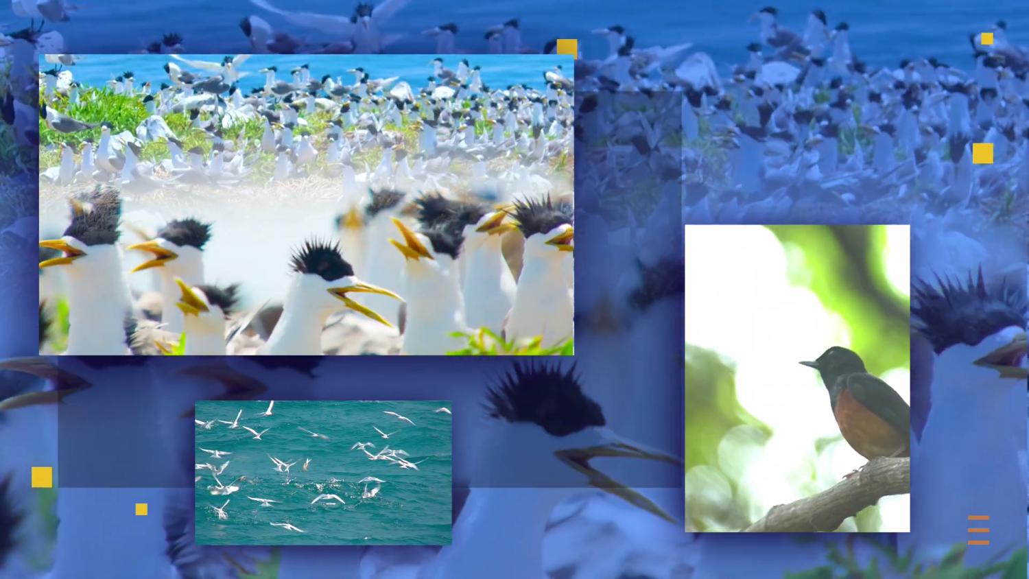 vietnam wild live 2 70162479715706809284007
