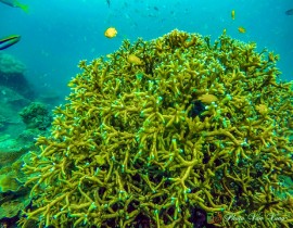 Con Dao coral