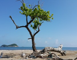Bai-Duong-CD.jpg