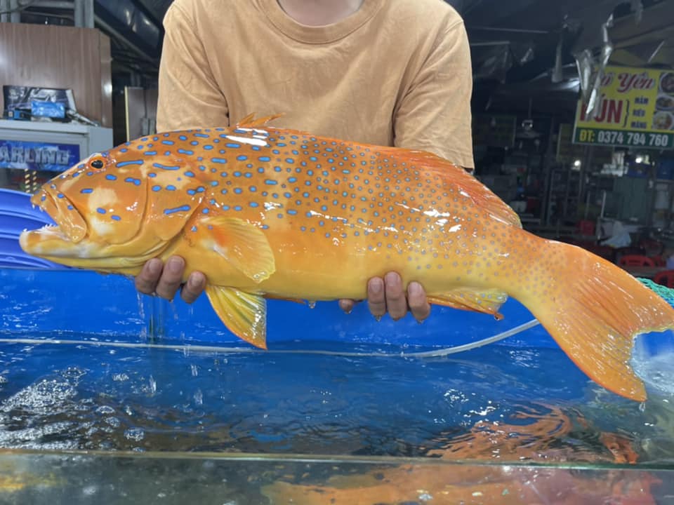 Địa điểm mua sắm
