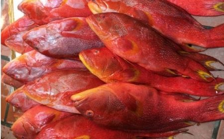 Địa điểm ăn uống
